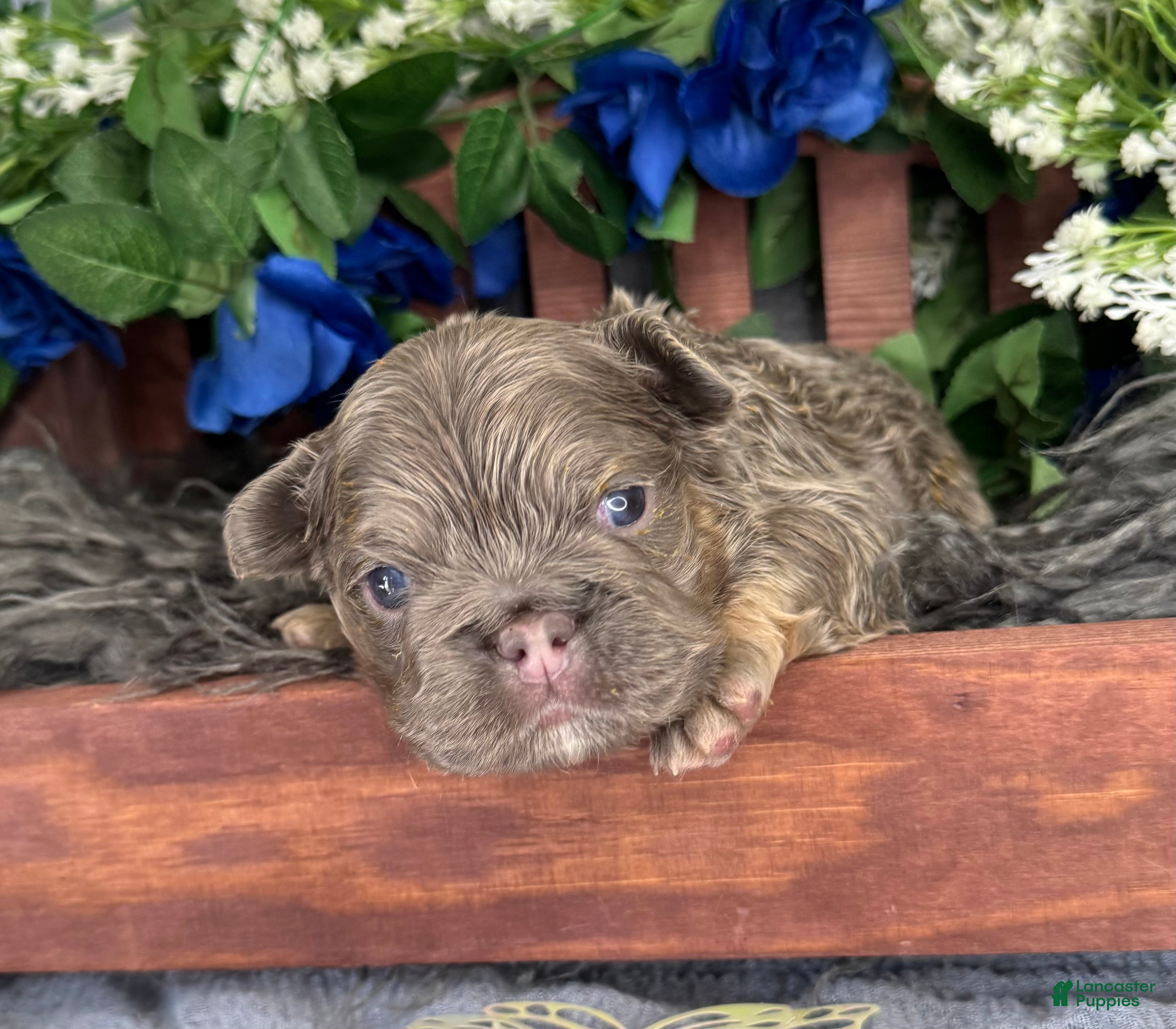 French Bulldog dogs Me. Flapjack - Ad 2
