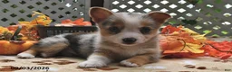 Welsh Corgi Pembroke dogs for sale: Bella    - Ad 3