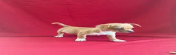 Chihuahua dogs for sale: Chihuahua 1 - Ad 2