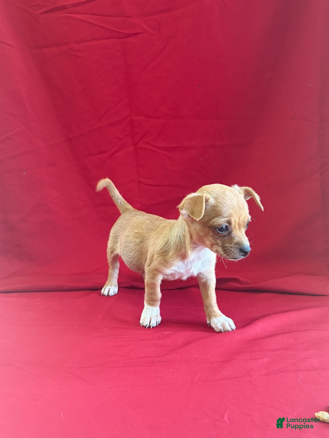 Chihuahua dogs for sale: Chihuahua 1 - Ad 2