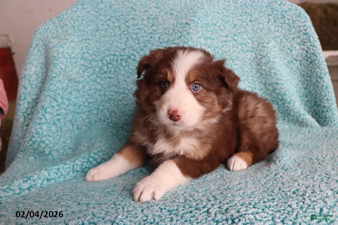 Australian Shepherd dogs for sale: Little Lady - Ad 4