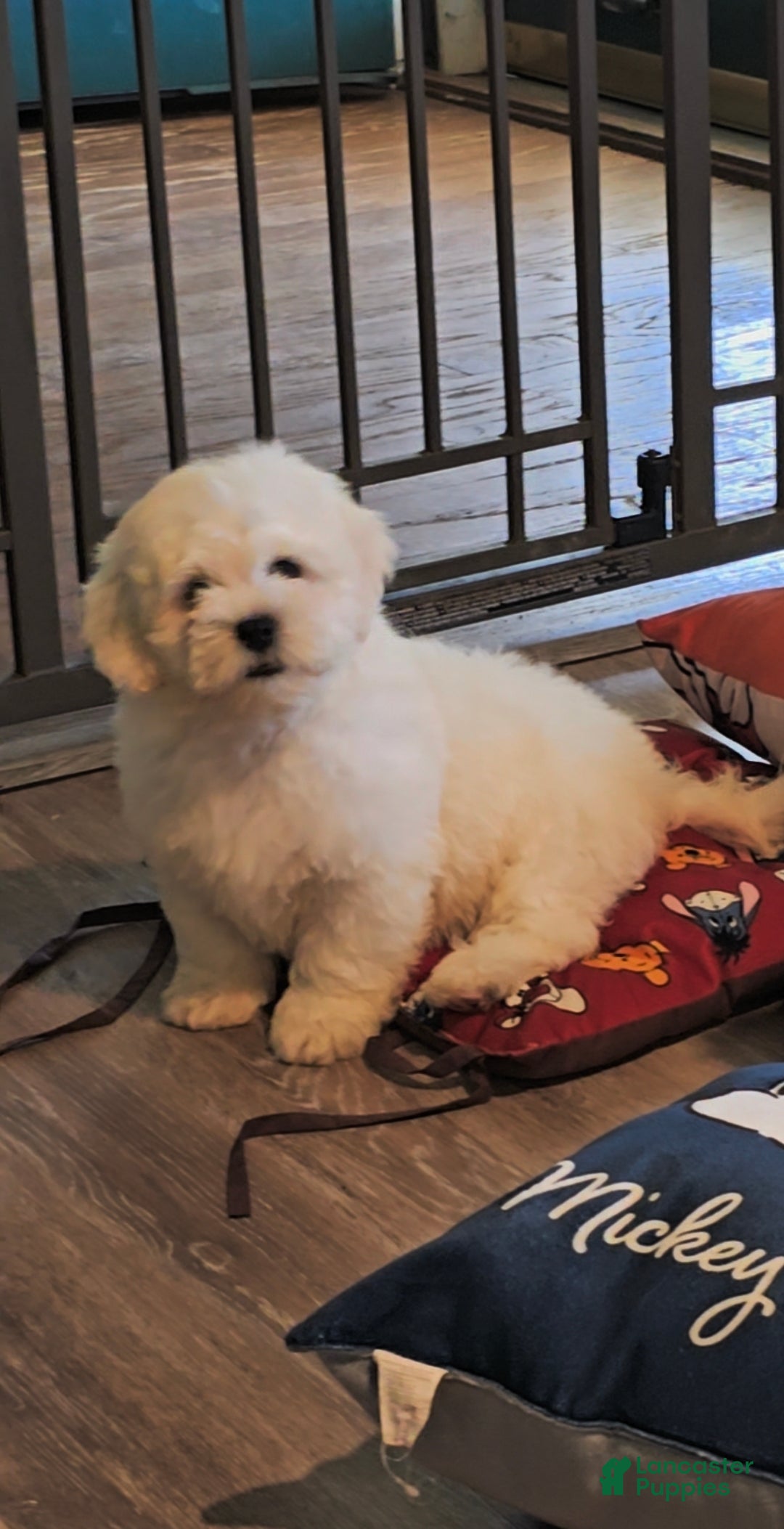 Shihpoo dogs Jasper - Ad 40