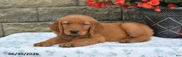 Golden Retriever dogs for sale: Brinley - Ad 4