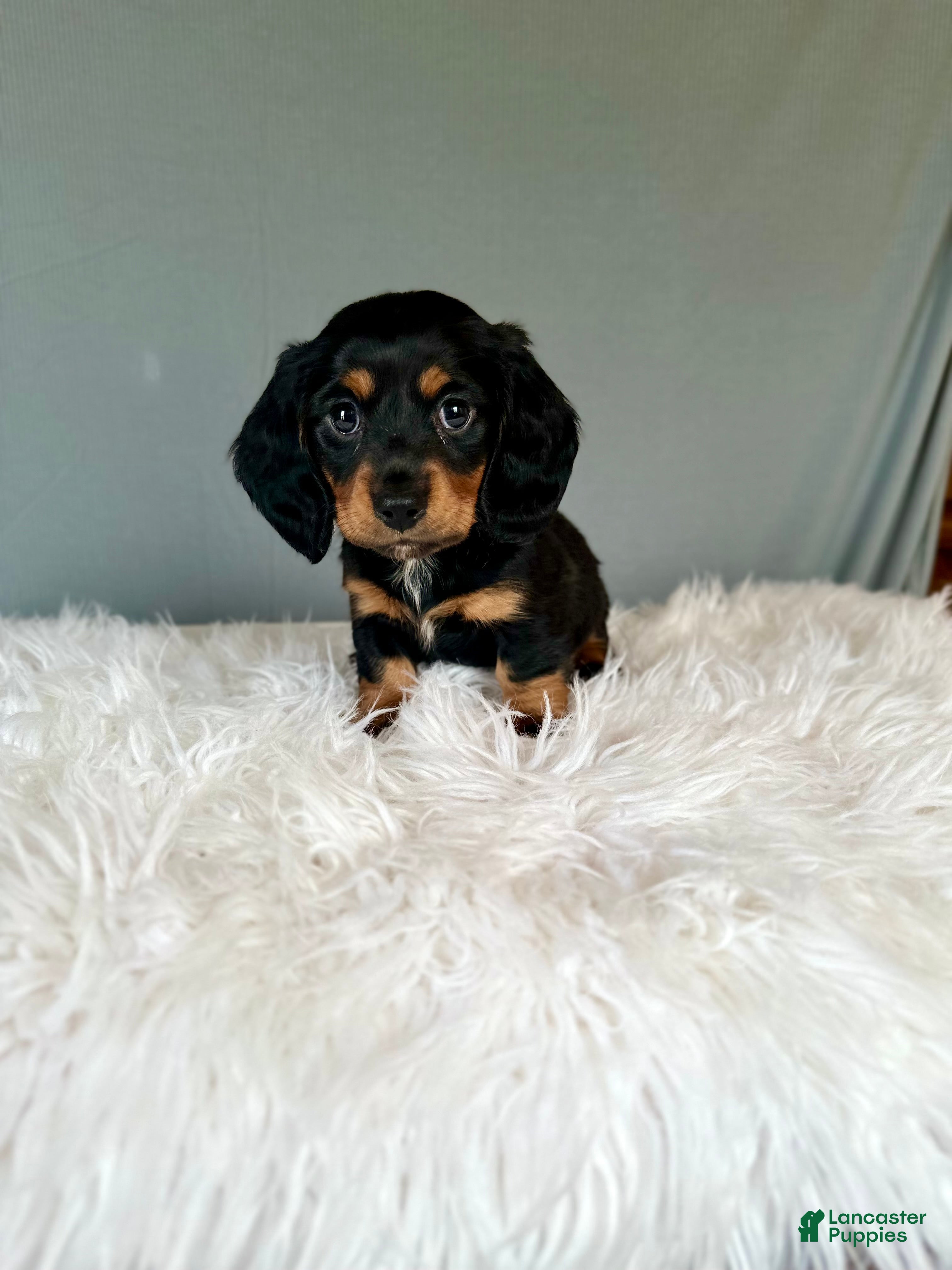 Miniature Dachshund dogs Baxter  - Ad 1