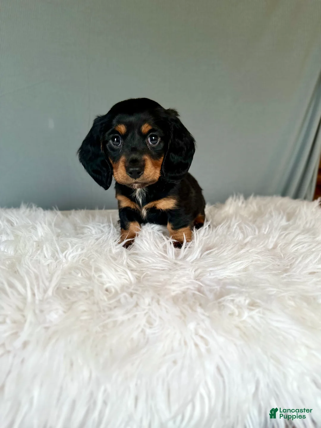 Miniature Dachshund dogs for sale: Baxter  - Ad 1