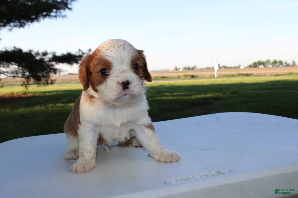 Cavalier King Charles Spaniel dogs Hank Cavalier King Charles Spaniel Puppy  - Ad 1