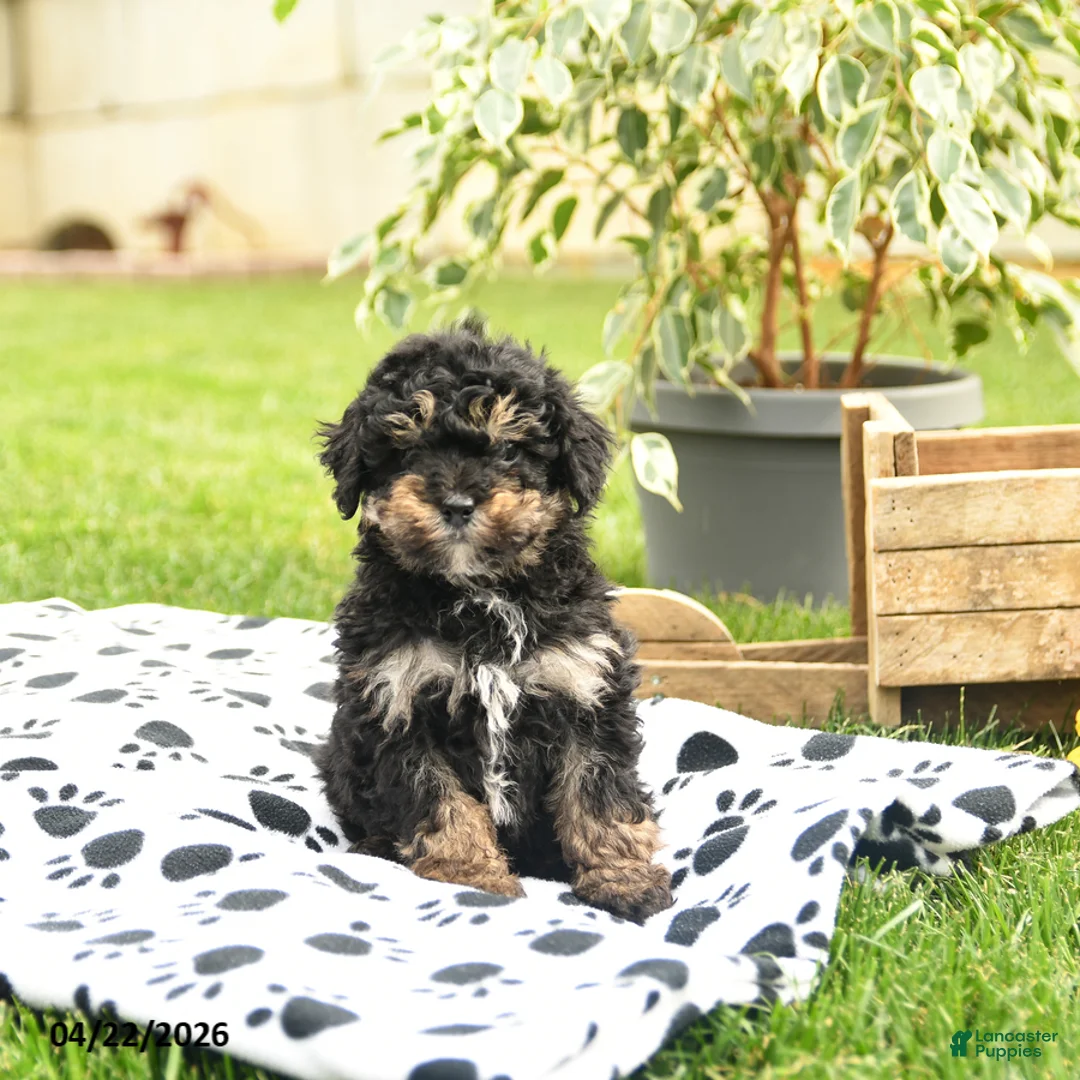 Toy Poodle dogs for sale: Wilbur - Ad 1