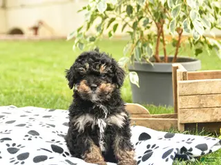 Toy Poodle dogs for sale: Wilbur - Ad 2