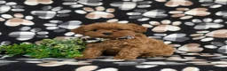 Cavapoo dogs for sale: Harrington Hypoallergenic - Ad 3