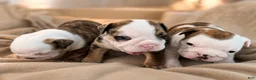 English Bulldog dogs for sale: Chester - Ad 3