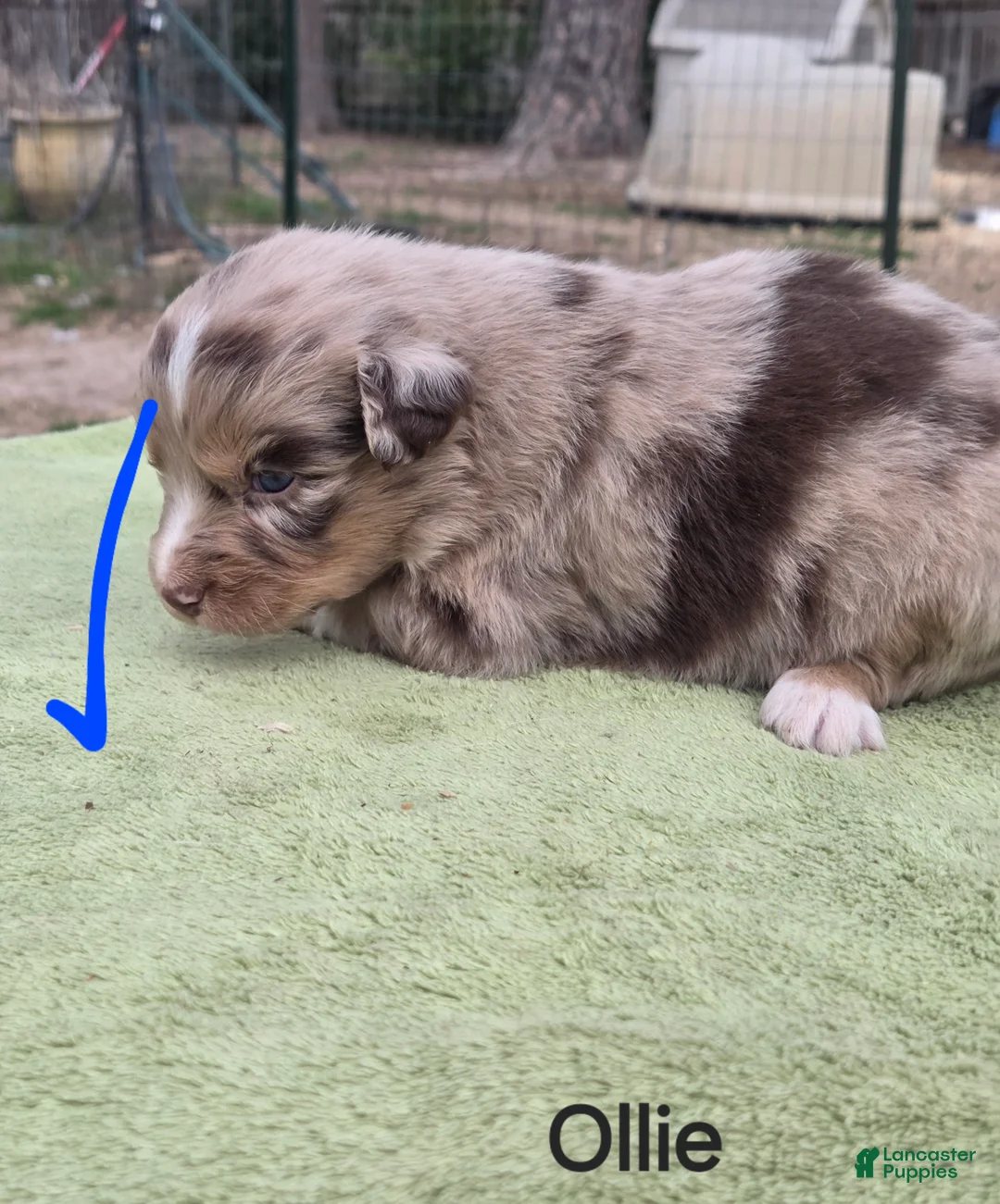 Australian Shepherd dogs for sale: Ollie - Ad 2