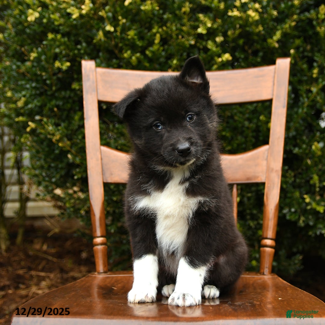 Mixed Breed dogs for sale: Otis - Ad 1