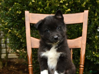 Mixed Breed dogs Otis - Ad 40