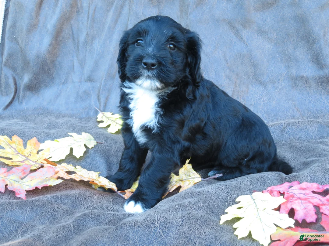Mixed Breed dogs for sale: Mia - Ad 1