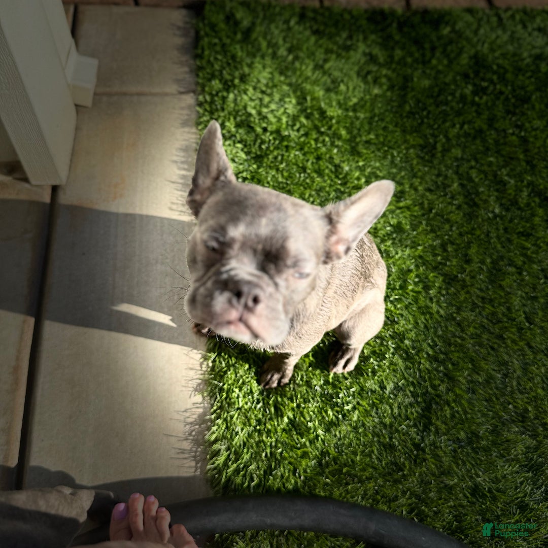 French Bulldog dogs for sale: Coltraine - Ad 5