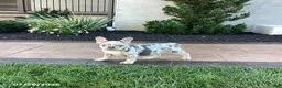 French Bulldog dogs for sale: Becky - Ad 3
