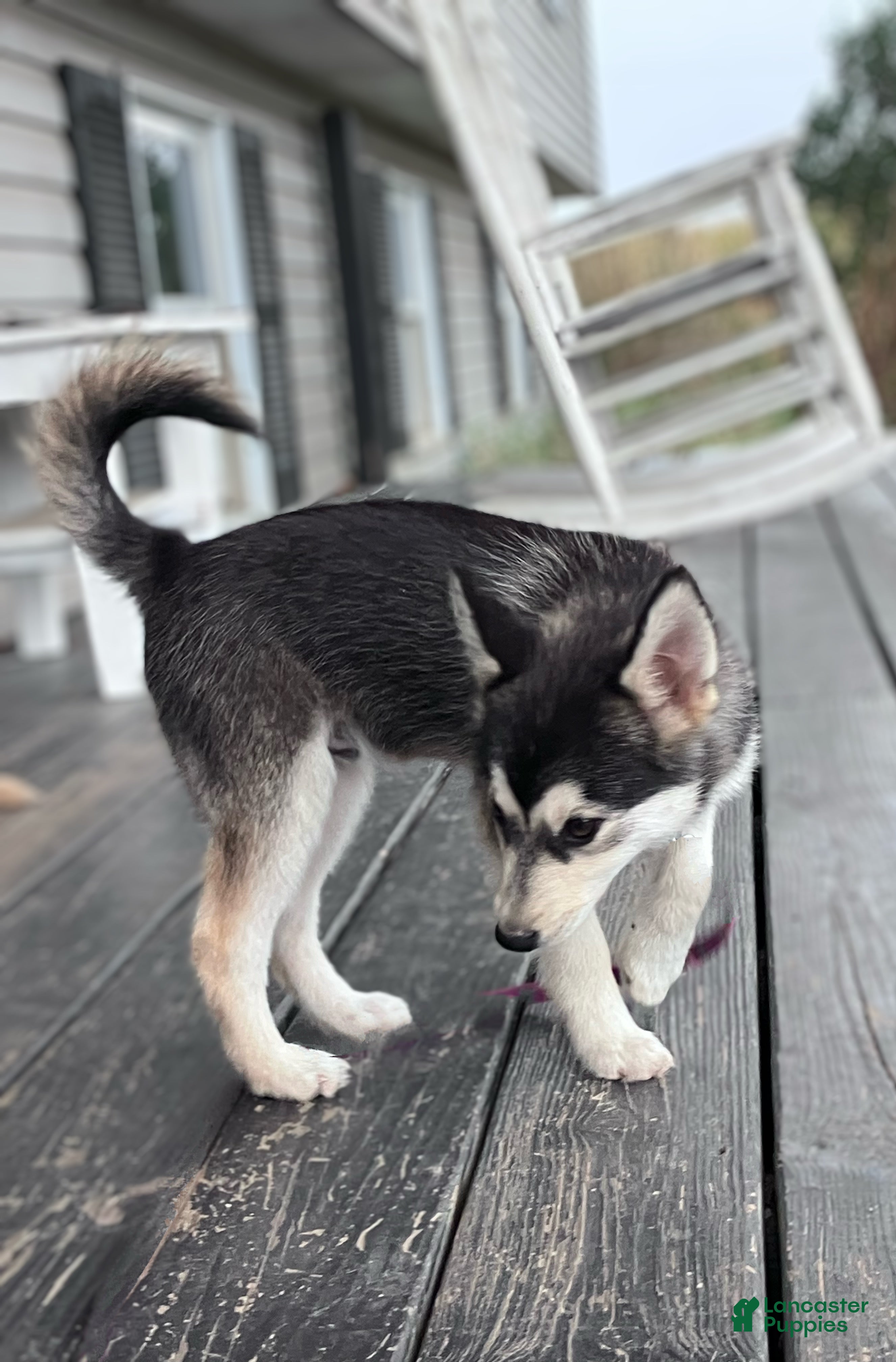 DUSTY HUSKY 1st YxKxLページ DUSTY HUSKY 1st YxKxLページ 2025年最新】dusty husky レコード