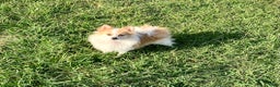 Pomeranian dogs for sale: Pomeranian Puppy 3 - Ad 5