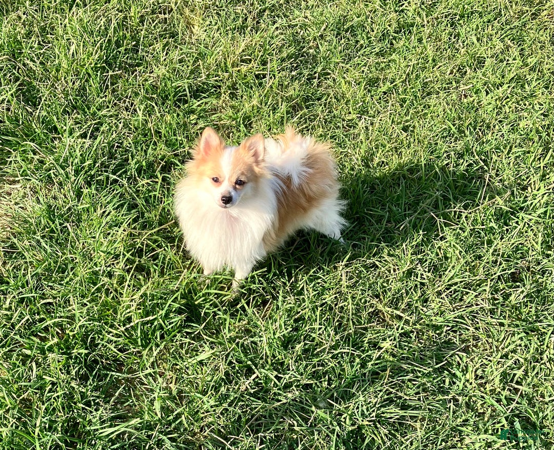 Pomeranian dogs for sale: Pomeranian Puppy 3 - Ad 5