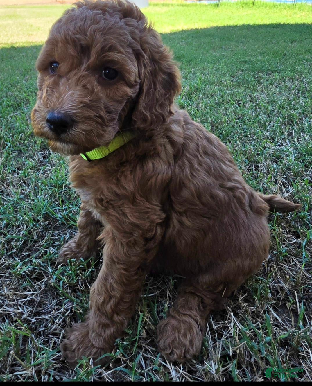 Mini Goldendoodle dogs for sale: Betty  (27 - 33 pounds full grown) - Ad 2