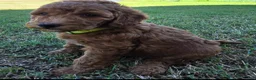 Mini Goldendoodle dogs for sale: Betty  (27 - 33 pounds full grown) - Ad 2