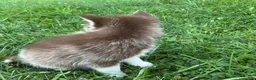 Pomsky dogs for sale: Pomsky 1 - Ad 6