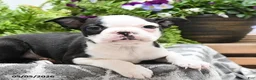 Boston Terrier dogs for sale: Walter - Ad 5