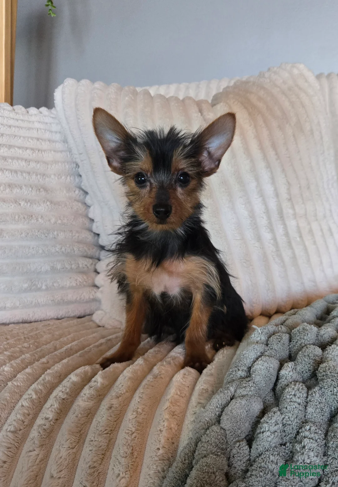 Yorkshire Terrier dogs for sale: Yorkshire Terrier Puppy 3 - Ad 4