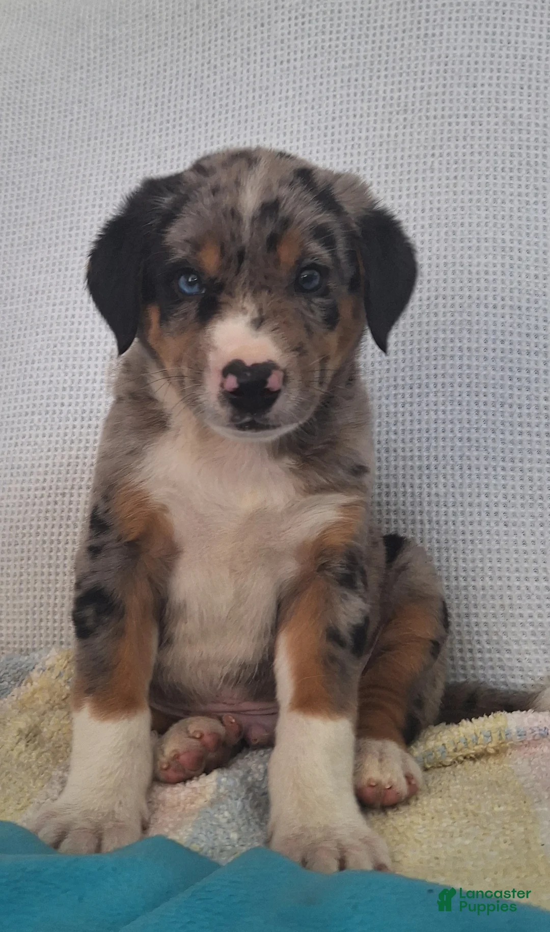 Mixed Breed dogs for sale: Nico - Ad 2