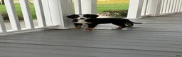 Bernese Mountain Dog dogs for sale: Akc Dan - Ad 3