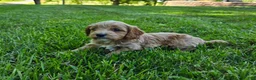 Cavapoo dogs for sale: Red - Ad 3