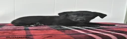 Mixed Breed dogs for sale: Balto - Ad 3