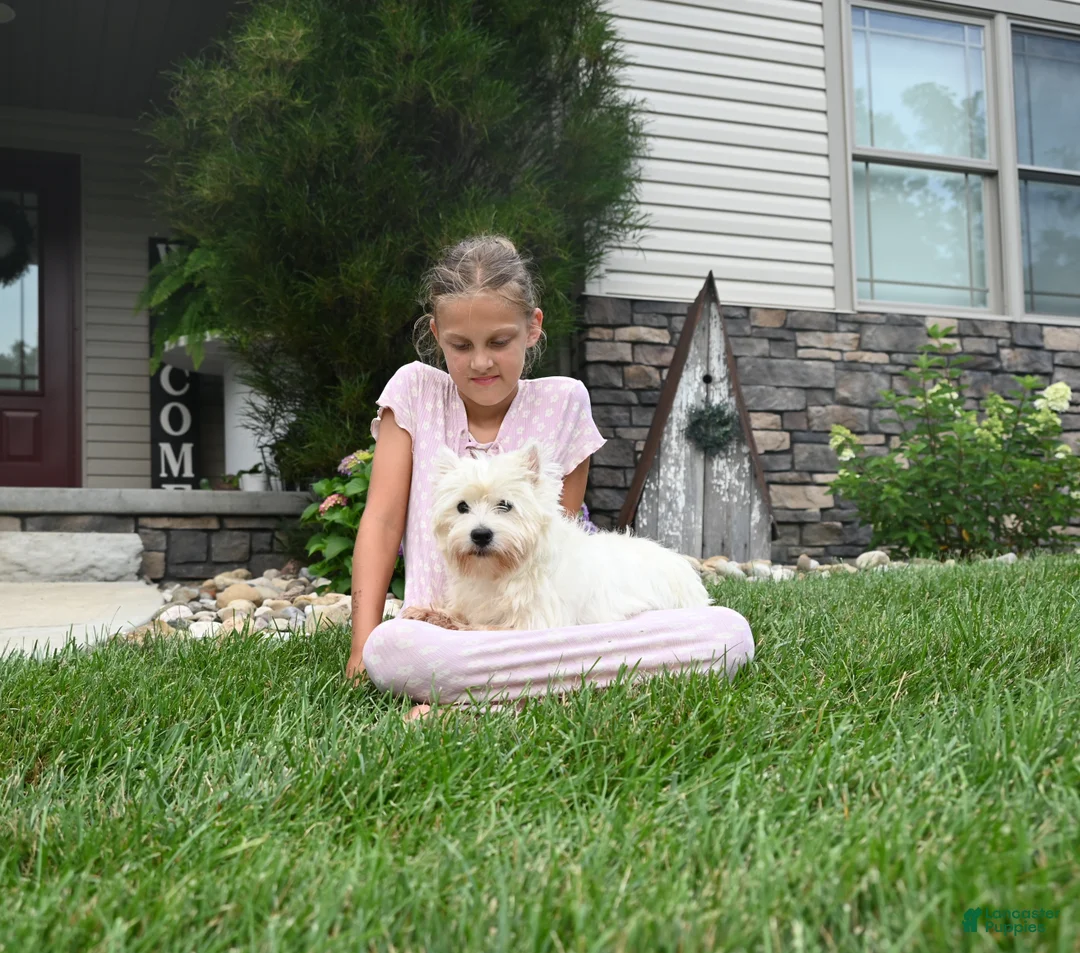 West Highland Terrier dogs for sale: Willis - Ad 6