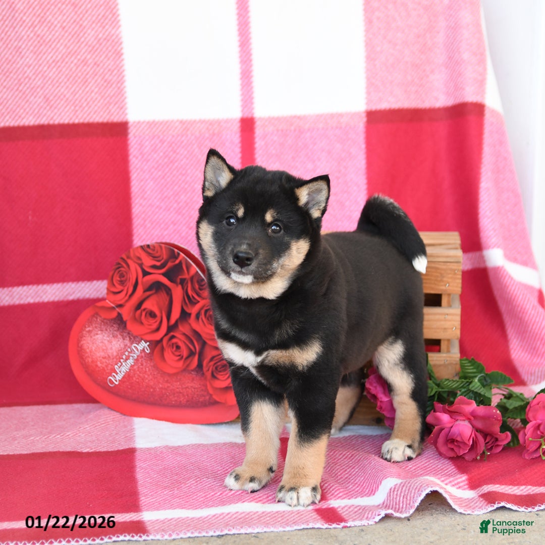 Shiba Inu dogs for sale: Burt - Ad 4