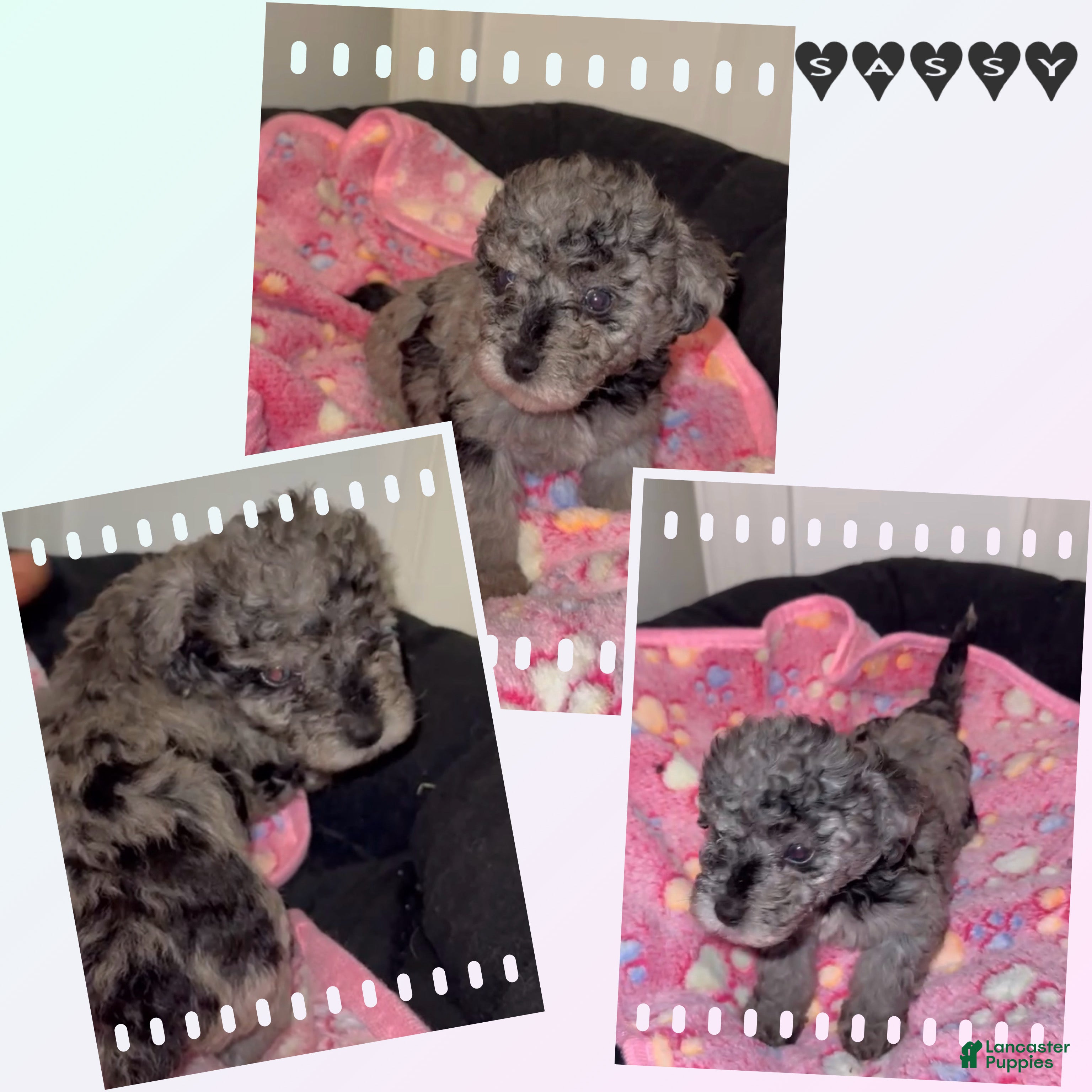 Miniature Poodle dogs Miniature Poodle 4 - Ad 7