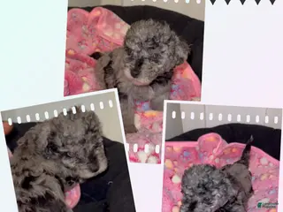 Miniature Poodle dogs Miniature Poodle 4 - Ad 7