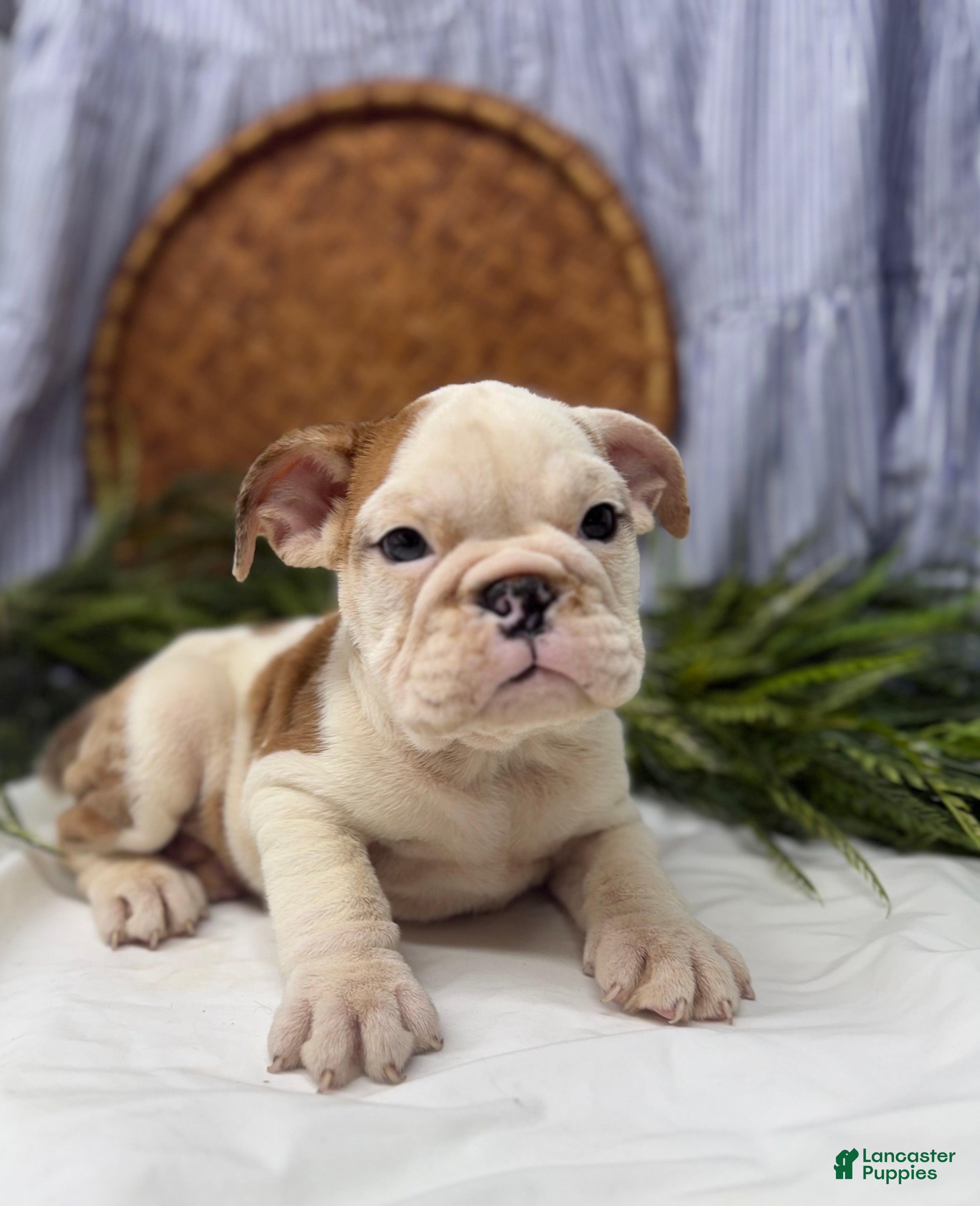 English Bulldog dogs Sampson - Ad 28