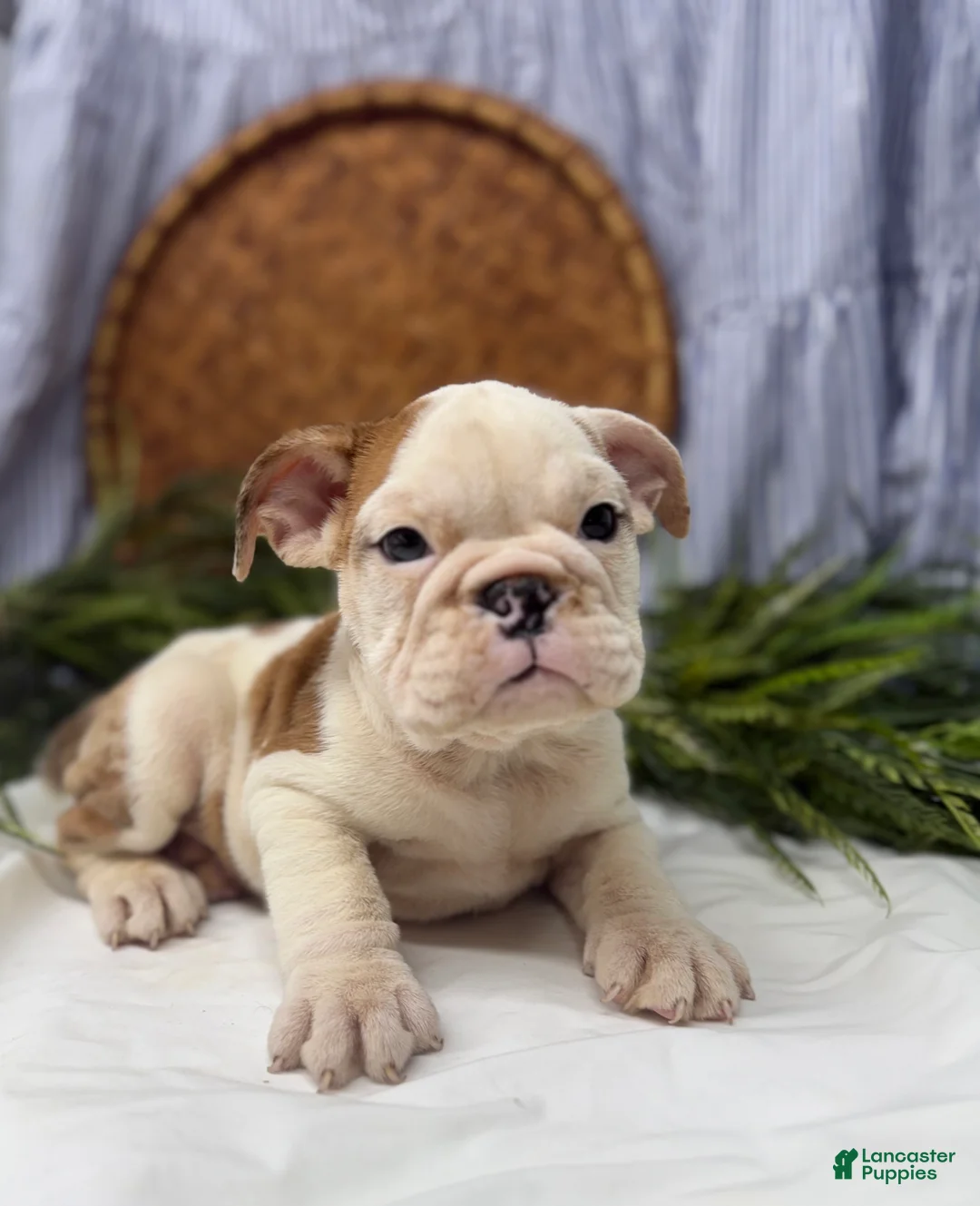English Bulldog dogs for sale: Sampson - Ad 1