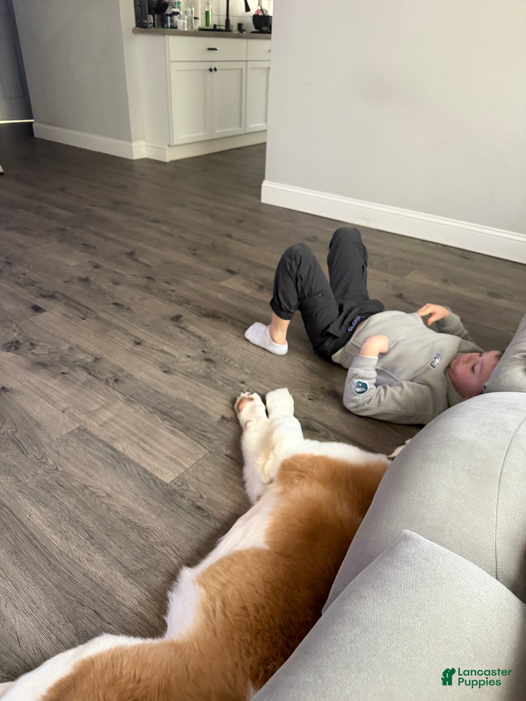 Saint Bernard dogs for sale: Travis  - Ad 6