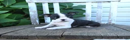 Boston Terrier dogs for sale: Catie - Ad 4