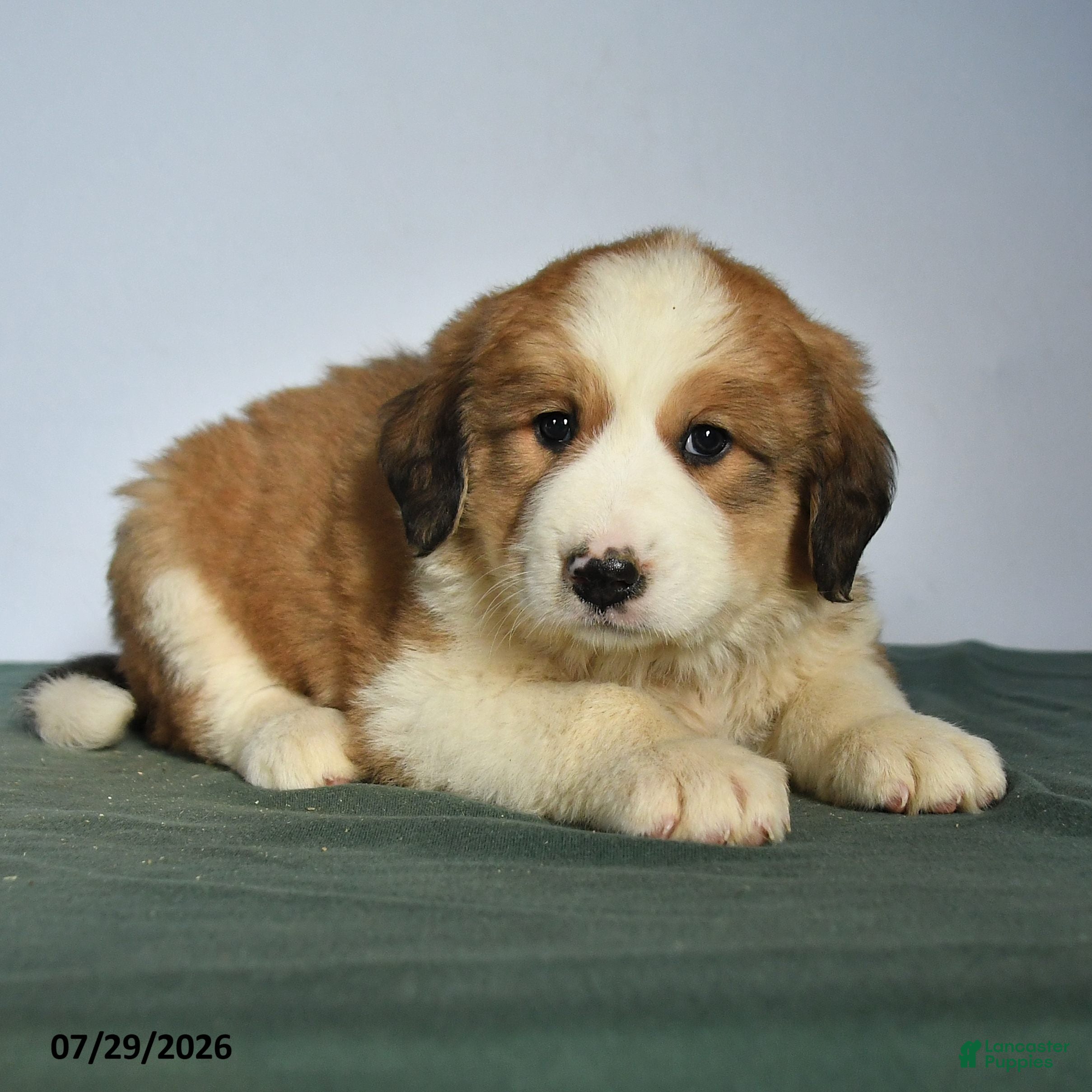 Mixed Breed dogs Catherine - Ad 2