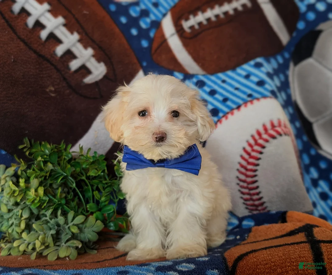 Maltipoo dogs for sale: Casey - Ad 4
