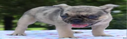 Mixed Breed dogs for sale: Tanka  - Ad 10