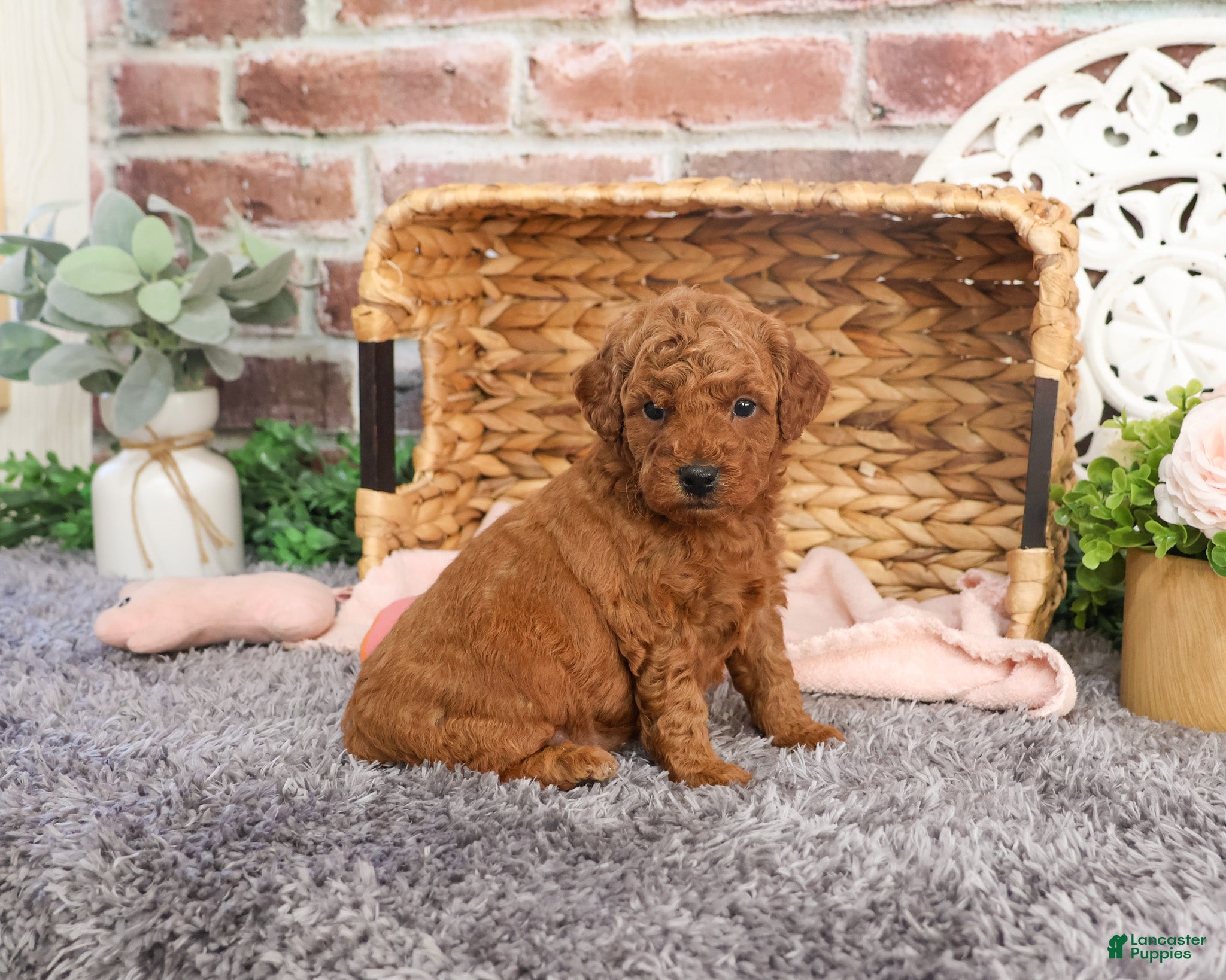 Mini Goldendoodle dogs Sarah - Ad 11