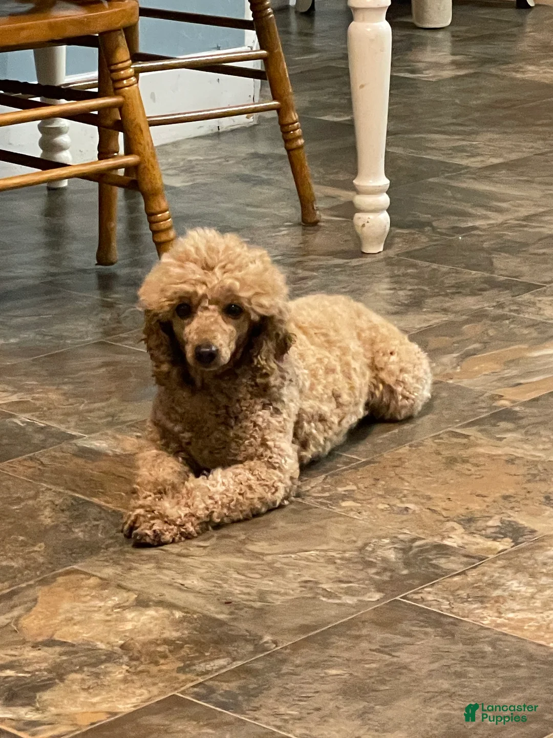 Miniature Poodle dogs for sale: Miniature Poodle Puppy 1 - Ad 2