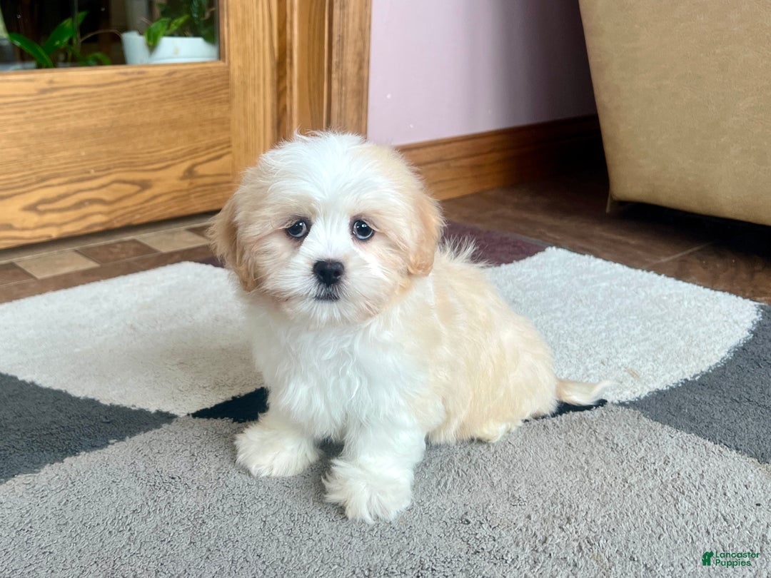Lhasa Apso dogs for sale: Tashi - Ad 7