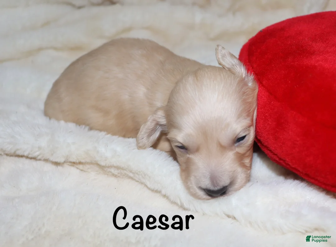 Dachshund dogs for sale: Caesar  - Ad 3
