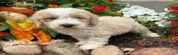 Miniature Poodle dogs for sale: Toby - Ad 5