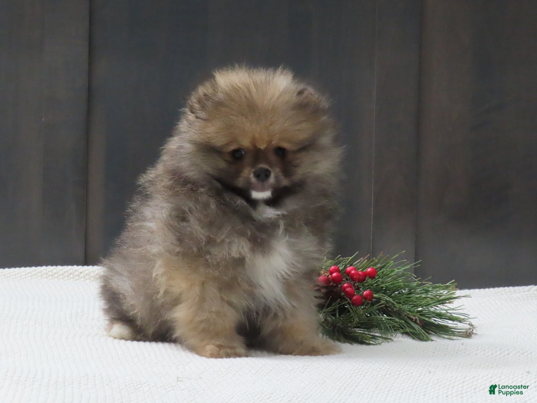 Pomeranian dogs for sale: DONALD - Ad 1