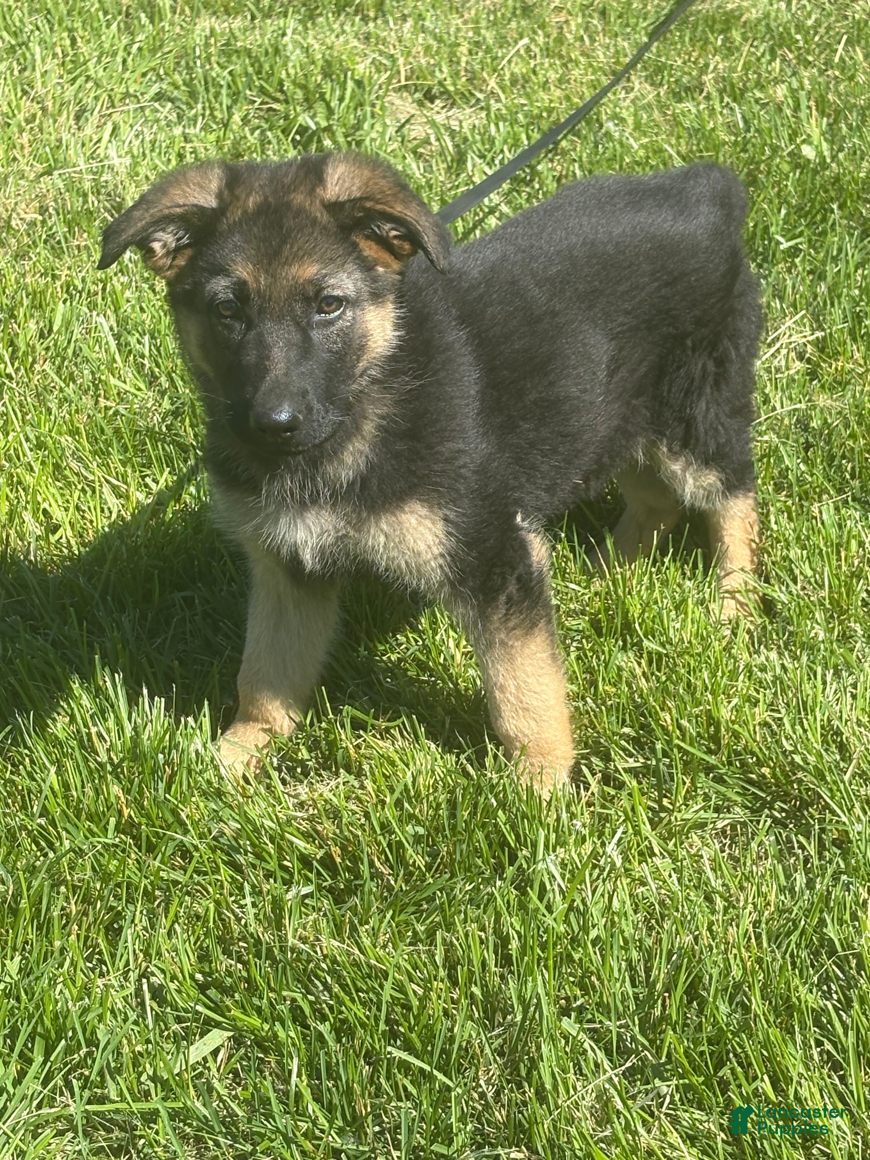 German Shepherd dogs Purple Collar Female  - Ad 1